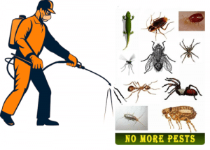 القضاء على النمل في الطائف